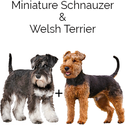 Wowauzer Dog